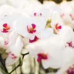 white phalaenopsis orchid centerpiece